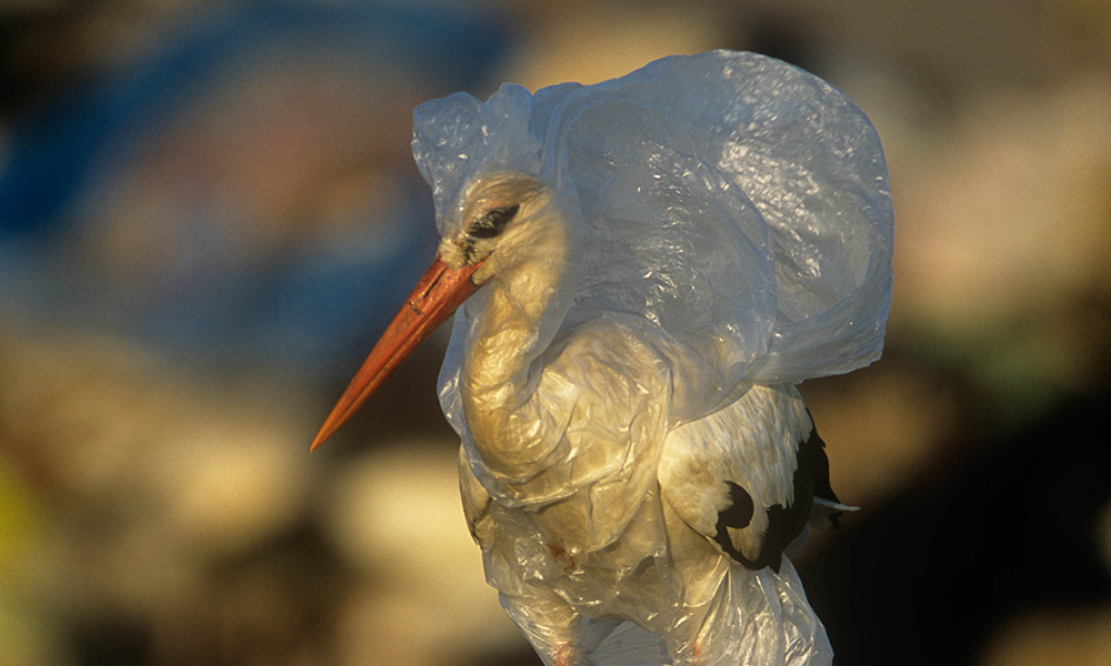 img-white-stork-in-plastic-spain-1000px