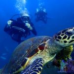 Project AWARE Dive Against Debris divers pose with a sea turtle