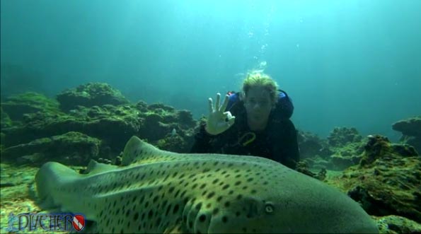 a Leopard shark, also called a Zebra Shark on Koh phi phi