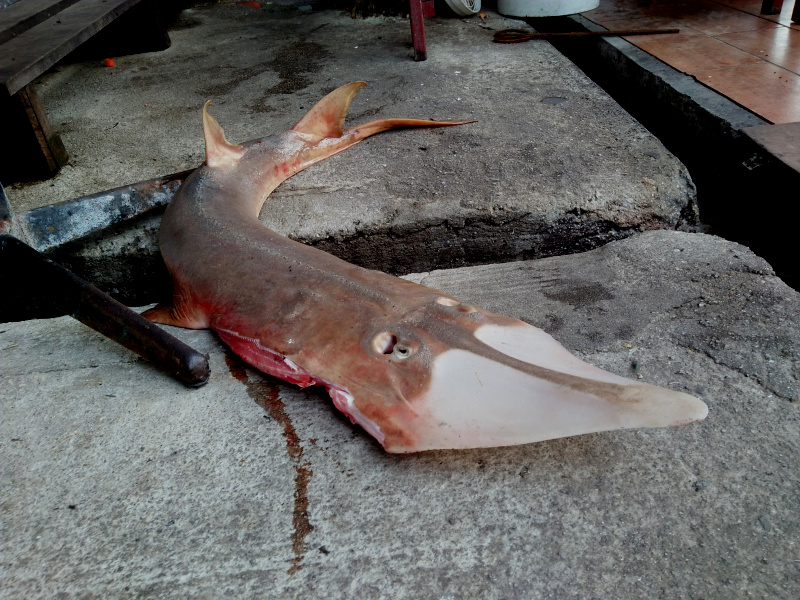 Paya Beach Resort on Tioman Island serves Sharks and Rays in their restaurant