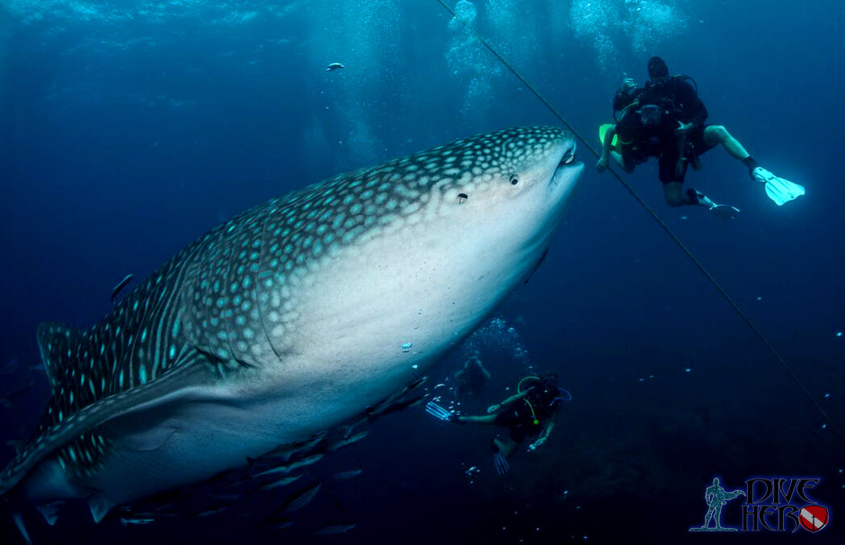 A scuba diver next to a whale shark in Thailand on Koh Phi Phi