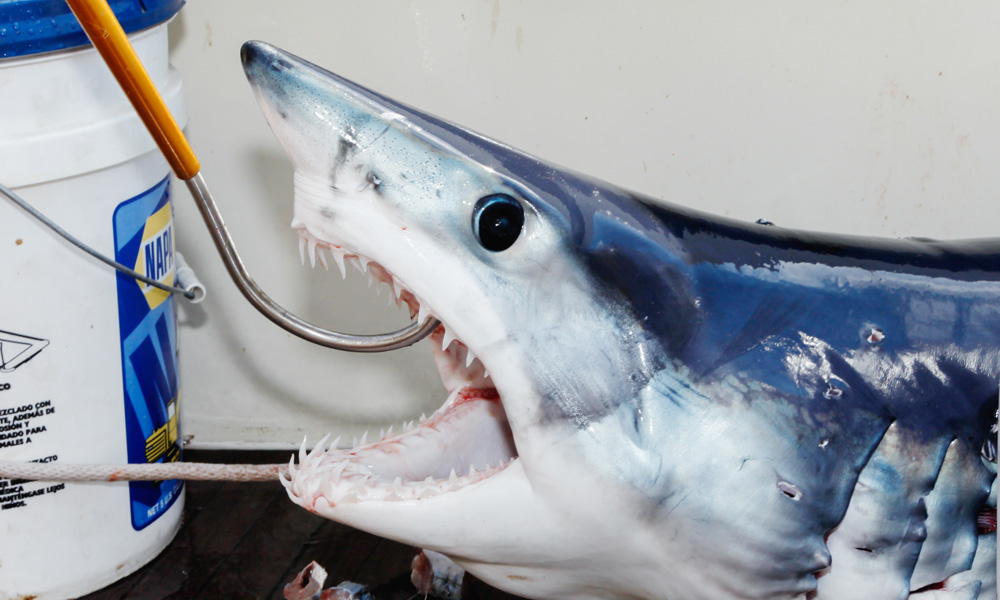 Sharks are killed as Bycatch at an alarming rate