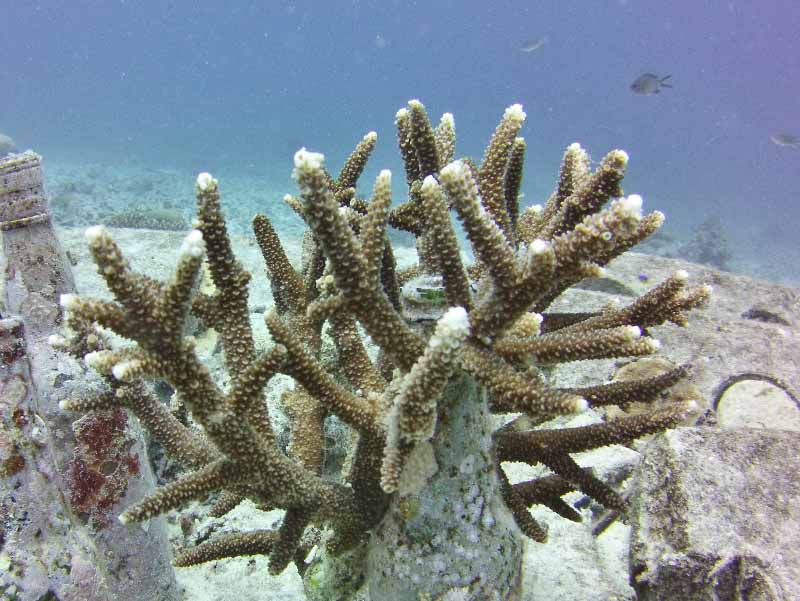 TRACC Glass bottle growing coral