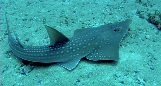 Guitar sharks now protected species