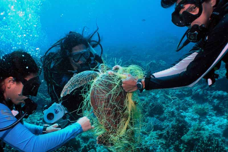 Sea turtle entangled in ghost net is set free by scuba divers near guam