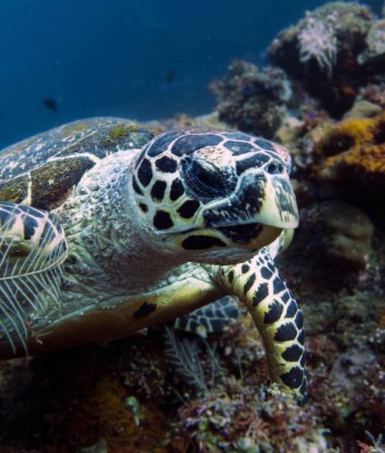 Here we have a Hawksbill Sea Turtle. You can find a lot of these around Tioman Island. Contact Dive Hero today