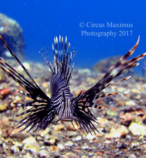 Indian Lionfish tagged