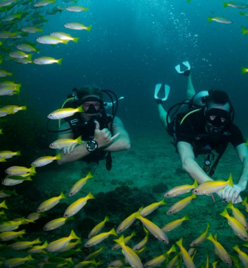 School of snappers